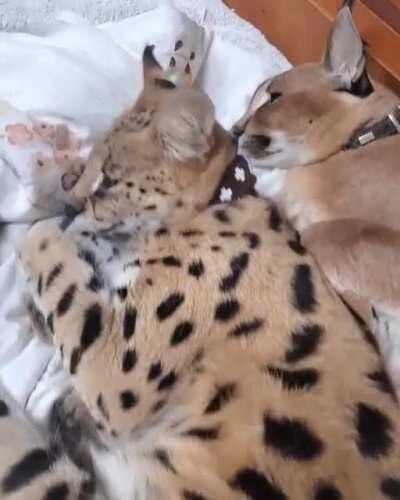 After the Floppington Peace Treaty: