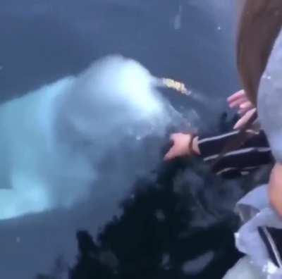 My whale people need me