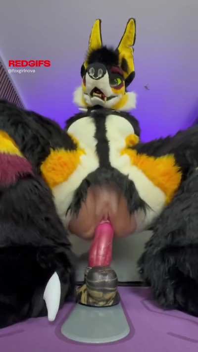 this dog can never resist a big bone