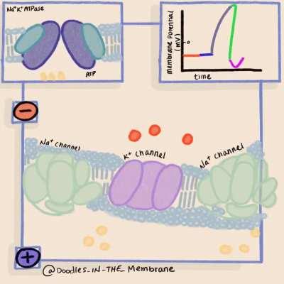 Action Potential Doodle Animation