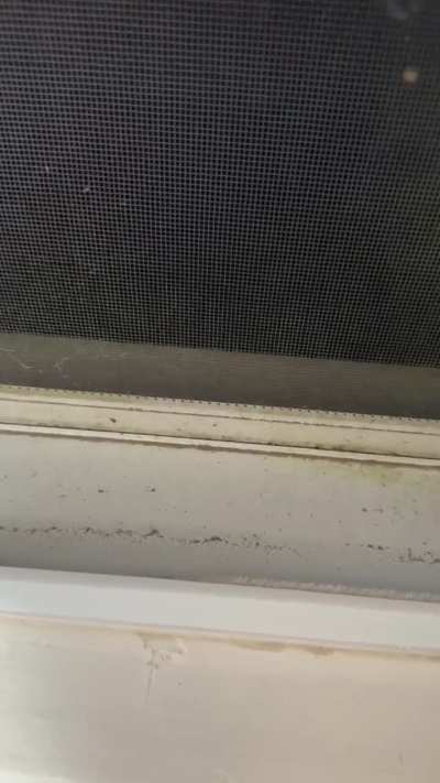 why would a mockingbird be chirping at night?