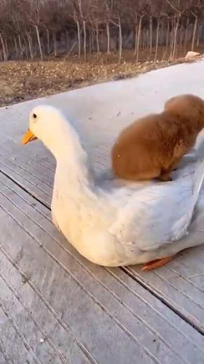 Mama and baby! Shhh - he might be adopted!