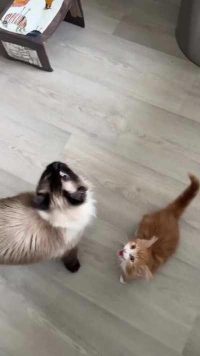 He sounds like a mosquito 🦟😭