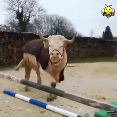 Cow thinks he is a showjumping horse.