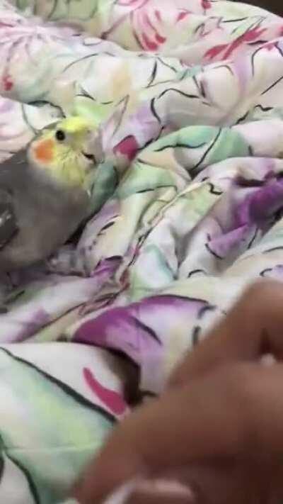 Nani the PEEKABOO master!