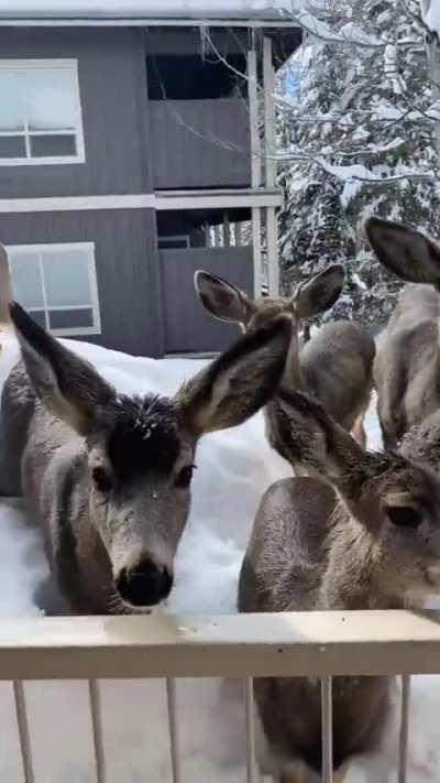 Imagine stepping outside your house & this is your view 