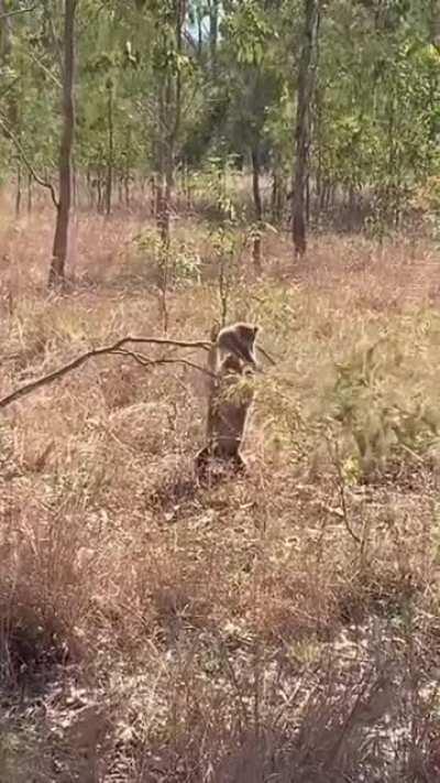 Слезай, тебе говорят!