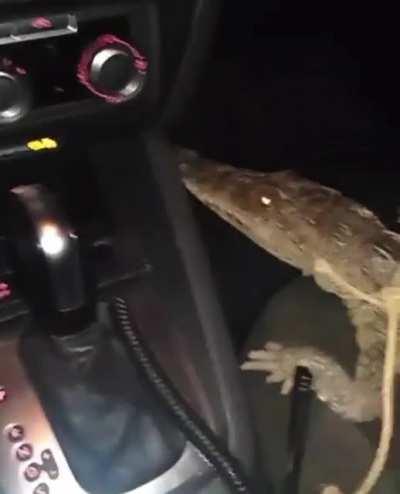 Sicario takes his pet alligator 🐊 out for a ride in his car