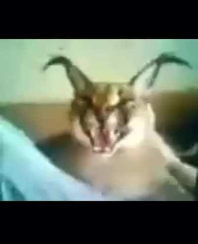 Please tell me what this thing is, I have no idea what this thing is