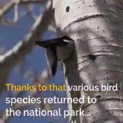 🔥 How Yellowstone NP Revived Its Entire Ecosystem 🔥