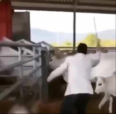 the cow dropped this mf ass😭😭😭