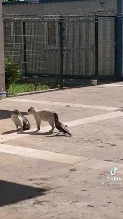 Crow does it’s best to break up a dispute between two cats