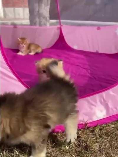 Kitties on a camping!