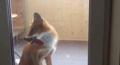 Yay foxxo doing a cleaning.