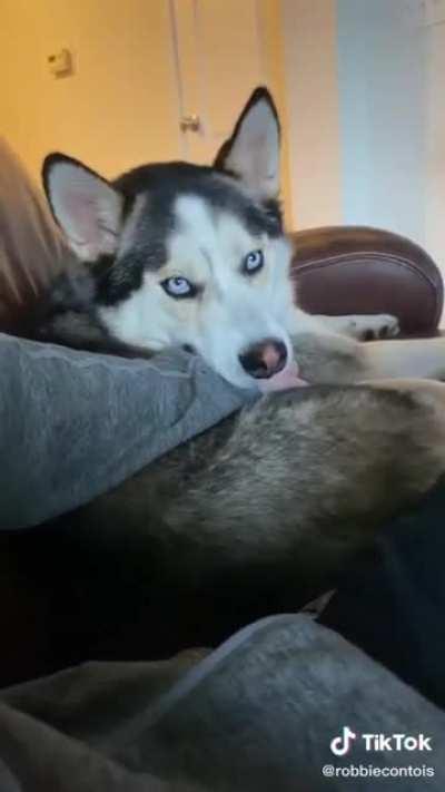 This dog knows how to get the pets