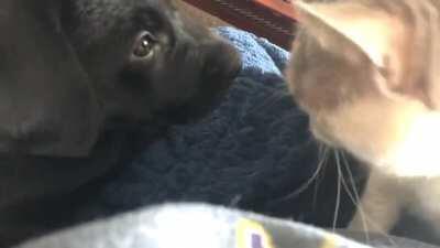 You guys!! My cat has finally accepted the new family member!