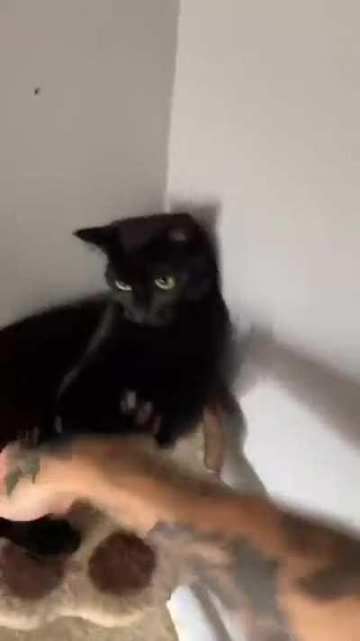 What to consider this cat as enemy or friend cute 🐱🐱🙀🙀😼😼. 