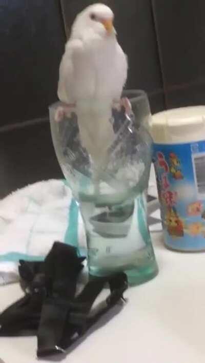 Bird tries to drink from glass and falls in it