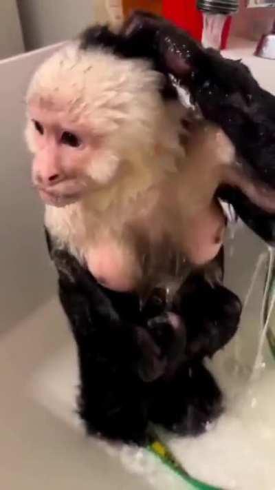 Monkeys These Days...