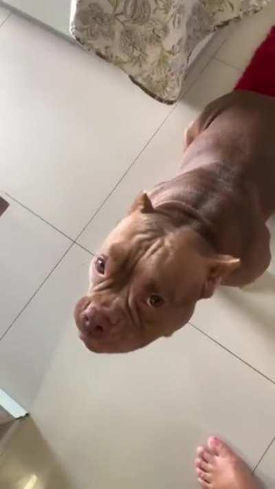 why does my dog bark on mute?