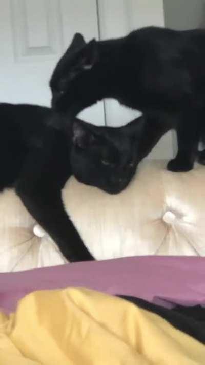 Just accept the licks