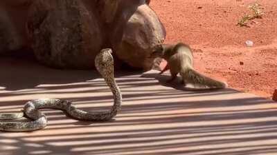 Dance Of The Mongoose And Cobra