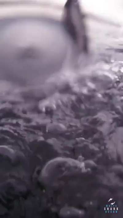 Good view down a gorgeous great white's gullet 