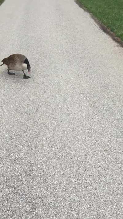 Never approach a goose