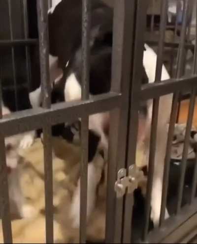 Found a new use for his tongue😂