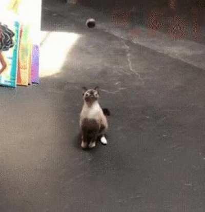 So much for cat-like reflexes