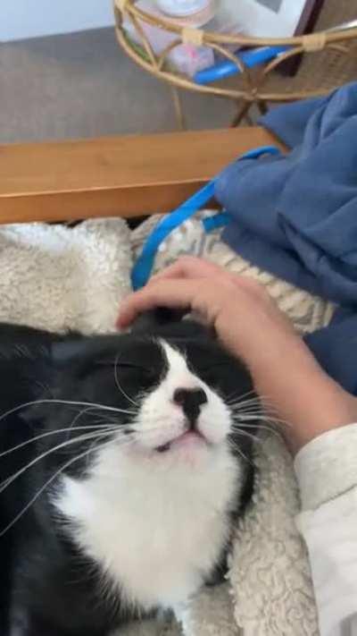 My cat Luna enjoying some head brushes