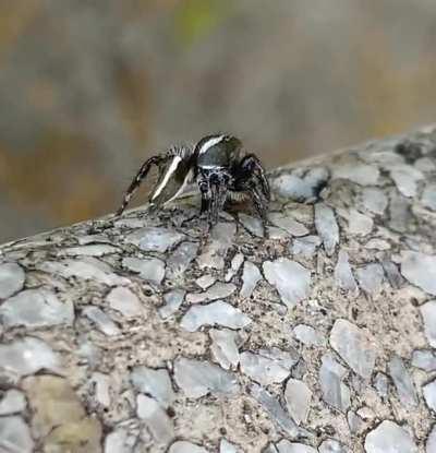 /╲/\╭ºoꍘoº╮/\╱\