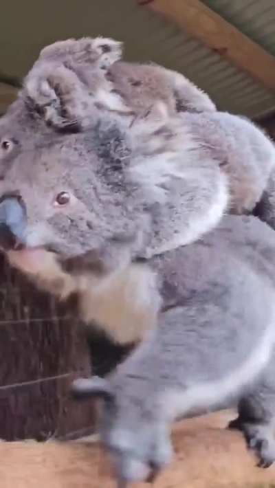 Koala Gang