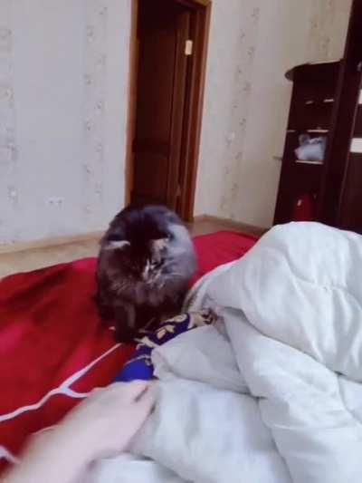 is it a cat or a dog?