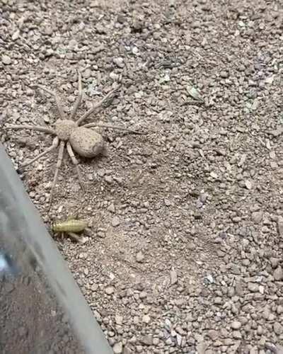 Who's down for hide and seek?