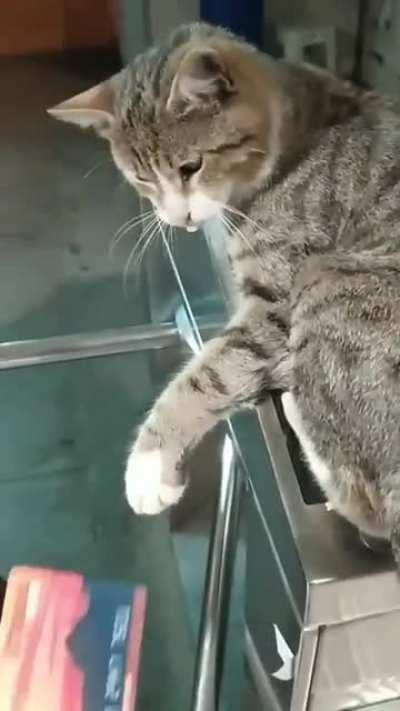 Not sure if 'extremely strict Subway Security Staff' or just regular cat.