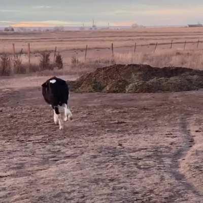 The zoomies are going around