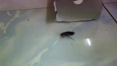 Ang Paglalakbay ni Antonio (Paki-upvote para makita ni kuya kris) CTTO