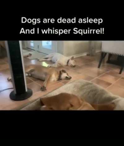 Squirrel!