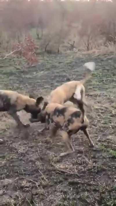 A trio of African wild dogs rip a hare to pieces