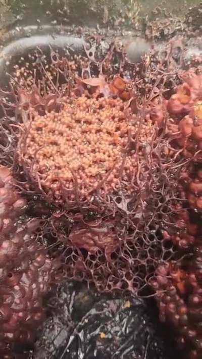 Tetragonula hockingsi bee colony, native to Australia