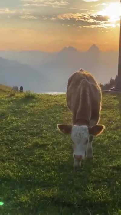 A Cow Enjoys The Sunset!