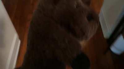 3 months old samoyed puppy playing hide and seek