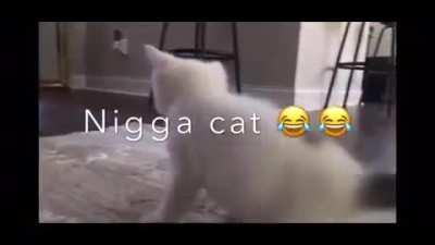 This cat video