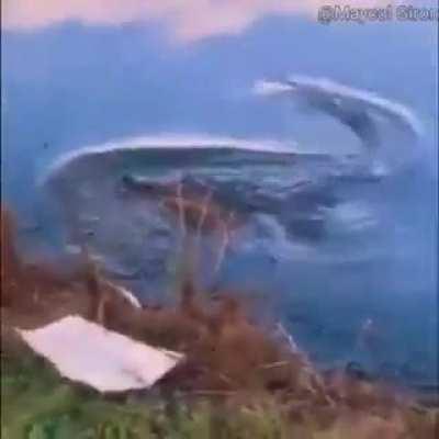 Just tge boys going for a swim