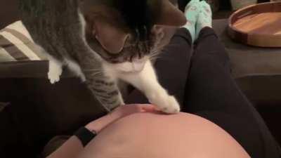 Котик чувствует...