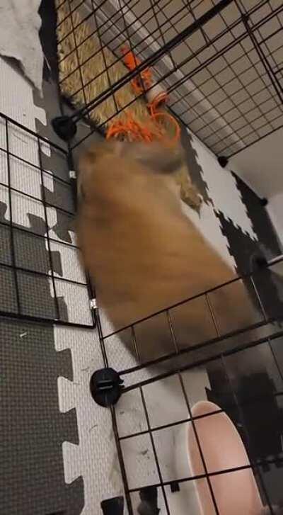 *lick* *lick* *flop*