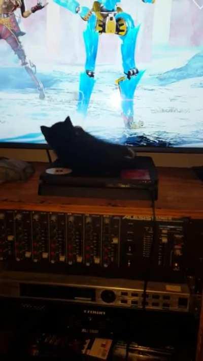 My cat loves to watch me play apex.