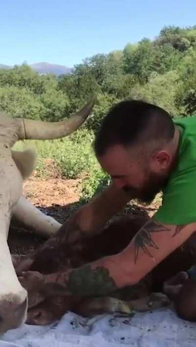 Mama cow shows gratitude to the kind man who saved her and helped deliver her calf