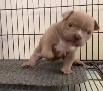 Поьву как туфик гъелку!